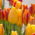 Einfache spte Tulpe 'Rhapsody of Smile', Tulipa 'Rhapsody of Smile'