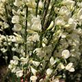 Cytisus praecox Albus, Elfenbeinginster