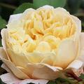 Englische Strauchrose 'Charles Darwin'
