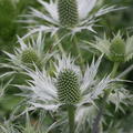 Elfenbein-Distel 'Silver Ghost' 