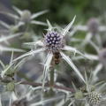 Eryngium variifolium