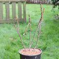 Essigbaum, Rhus typhina, XXL Pflanze