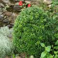 Euonymus japonicus Microphyllus Green, Japanischer Spindelstrauch