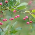 Europisches Pfaffenhtchen, Euonymus europaeus