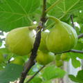 Feigenbaum Gustis Ariane, Ficus carica