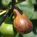 Feigenbaum Gustis Battistini 3, Ficus carica