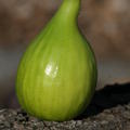 Feigenbaum Gustis Blanche Sguret, Ficus carica