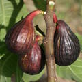 Feigenbaum Gustis Palmy Bleu Walensee, Ficus carica