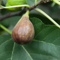 Feigenbaum Gustis Violetta Portughese, Herbstfeige, Ficus carica