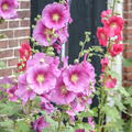 Feigenblttrige Stockrose Alcea ficifolia