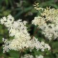 Echtes Mdesss, Filipendula ulmaria, Stauden