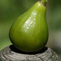 Feigenbaum Blanche Parfrenolles, Ficus carica