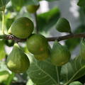 Fruchtfeige Filacciano Verde Lubera