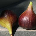 Fruchfeige Grise Olivette Lubera Herbstfeige