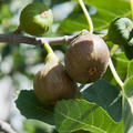 Fruchtfeige Naturgartenleben Lubera