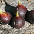 Fruchtfeige Ronde de Bordeaux (Synonym Rossa Rotonda)