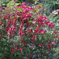 Fuchsia magellanica 'Gracilis', Fuchsie, Staude, Blütenstrauch