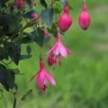 Fuchsia magellanica 'Lady Thumb', Fuchsie, Staude, Blütenstrauch
