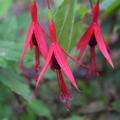 Fuchsie, Fuchsia magellanica 'Riccartonii', Staude, Bltenstrauch