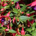 Fuchsia magellanica 'Tom Thumb', Fuchsie, Staude, Bltenstrauch