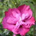 Hibiskus, Eibisch 'Purple Ruffles' (Hibiscus syriacus 'Purple Ruffles')