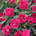 Gartennelke Pink, Dianthus caryphyllus