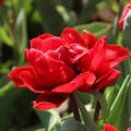 Gefllte Tulpe 'Red Princess', 'Tulipa Red Princess'