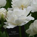 gefllte Tulpe 'Mount Tacoma'