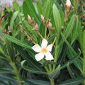 Oleander apricot, 2024, Nerium oleander