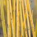 Gelbholz-Hartriegel 'Buds Yellow' Cornus stolonifera 'Buds Yellow'