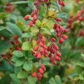 Gemeine Berberitze Berberis vulgaris