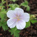 Geranium himalayense 'Derrick Cook'