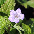 Geranium nodosum