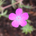 Geranium sanguineum 'Elsbeth'