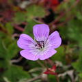 Geranium wallichianum 'Bloom Time' (S) Storchschnabel