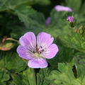 Geranium wallichianum 'Sweet Heidi' 