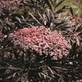 Sambucus nigra 'Black Lace' Geschlitztblttriger Holunder