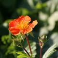 Geum Koi Lubera