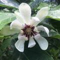 Gewrzstrauch 'Venus' (Calycanthus floridus 'Venus')