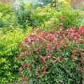 Glanzmispel 'Camilvy', Photinia x fraseri