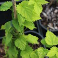 Humulus lupulus 'Aureus' Gold-Hopfen 'Aureus'