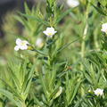 Gratiola officinalis Gnadenkraut