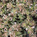 Grossbltige Abelie 'Sparkling Silver' Abelia grandiflora 'Sparkling Silver'