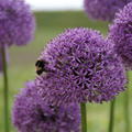 Grossbltiger Zierlauch 'Gladiator' (Allium 'Gladiator)