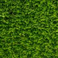 Hainbuche Carpinus betulus