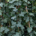 Efeu 'Plattensee', Hedera helix