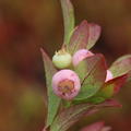 Heidelbeere, Kulturheidelbeere, Pink Bonbons, Vaccinium corymbosum