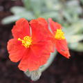 Helianthemum x cultorum 'Henfield Brilliant'