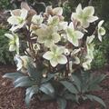 Helleborus x eric 'Winter Sunshine', Nieswurz