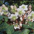 Helleborus x ericsmithii 'Winter Moonbeam' (S)